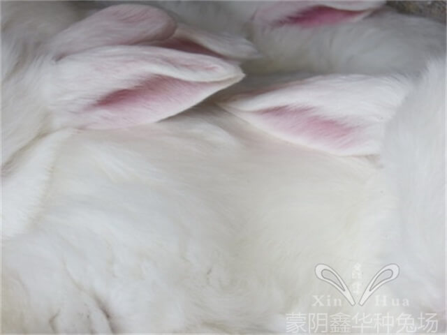 忌諱單獨喂兔的幾種飼料