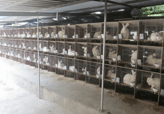 野兔的飼養(yǎng)要注意什么？