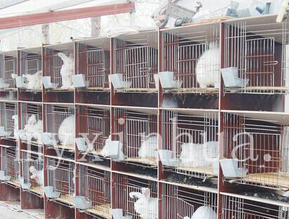 政府應加大農戶養兔的扶持力度: