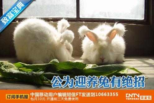 cctv7科技苑視頻:長(zhǎng)毛兔養(yǎng)殖,公為迎養(yǎng)兔有絕招
